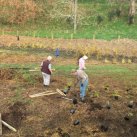 Going down the hillside 1. Cambridge Tree Trust